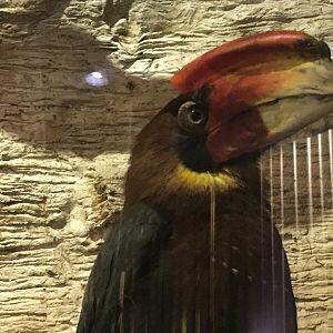 Philippine Hornbill (Buceros hydrocorax)