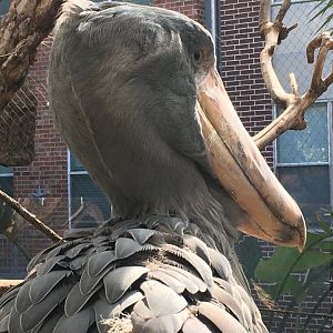 Shoebill (Balaeniceps rex)