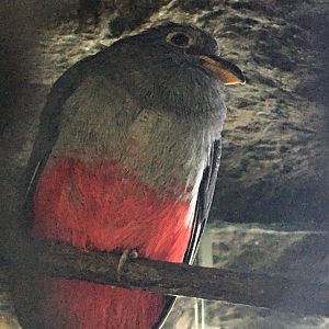 Black-Tailed Trogon (Trogon melanurus)