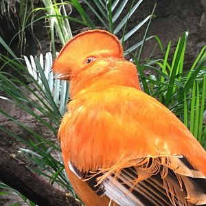 Guianan Cock-Of-The-Rock (Rupicola rupicola)