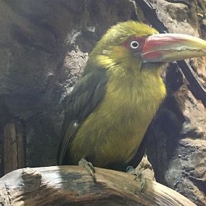 Saffron Toucanet (Pteroglossus bailloni)