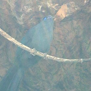 Blue Coua (Coua caerulea)