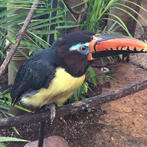Lettered Aracari (Pteroglossus inscriptus)
