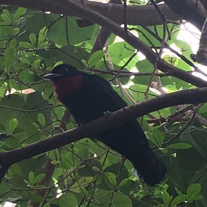 Purple-Throated Fruitcrow (Querula purpurata)