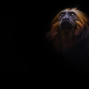 Golden headed lion tamarin