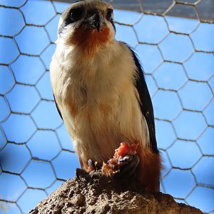 Collared Falconet (Microhierax caerulescens) at Paradise Park - 22 March 2024