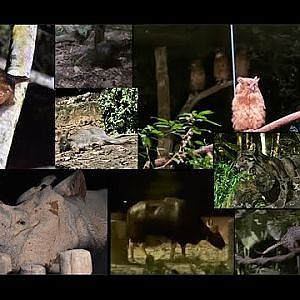 Night Safari | Captive Species and Wildlife [Video Taken March 16 2024] - YouTube