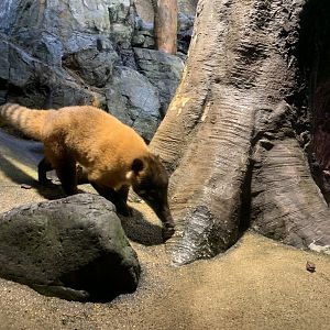 South American Coati
