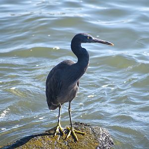 Eastern Reef Egret
