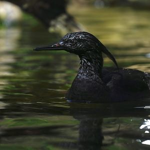 Brazilian Merganser (mergus octosetaceus) 03/24