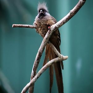 Speckled Mousebird