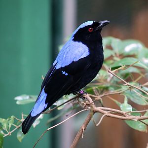 Asian Fairy-bluebird
