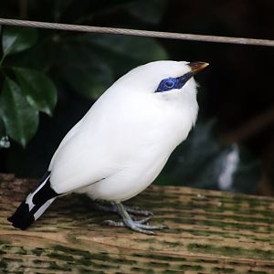 Bali Myna