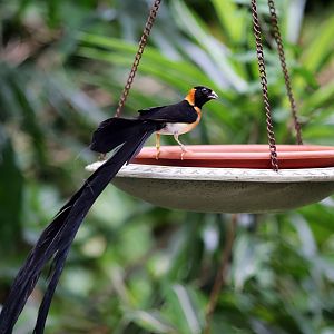 Long-tailed Paradise Whydah (Vidua paradisaea), December 2019