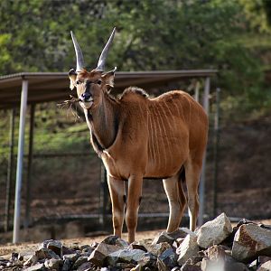 Giant Eland (Tragelaphus derbianus), December 2019