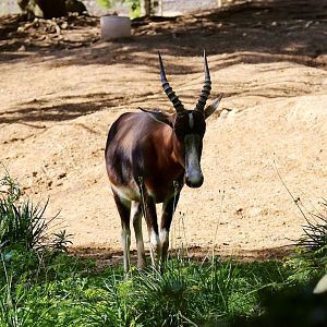 Bontebok