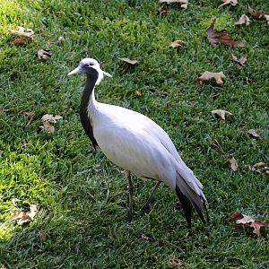 Demoiselle Crane