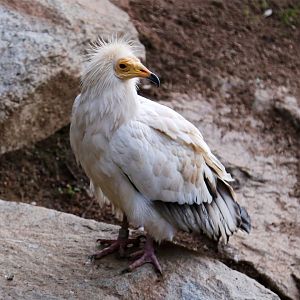 Egyptian Vulture