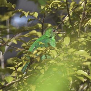 Green Honeycreeper (Chlorophanes spiza)