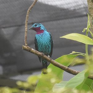 Spangled Cotinga (Cotinga cayana)