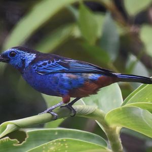 Opal-rumped Tanager (Tangara velia velia)