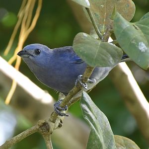 Blue-gray Tanager (Thraupis episcopus)