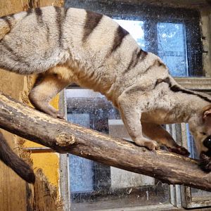 Banded Palm Civet, Wildkatzenzentrum Felidae
