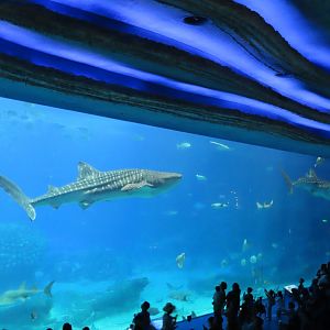 Whale shark tank