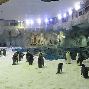Emperor penguins colony