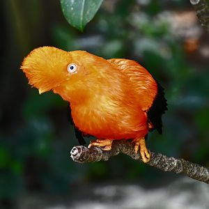 Andean Cock-of-the-Rock (Rupicola peruvianus)