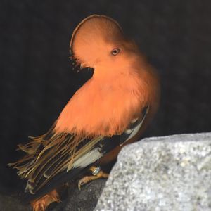 Guianan Cock-of-the-Rock (Rupicola rupicola)