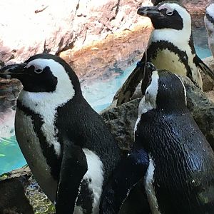 African Penguin (Spheniscus demersus)