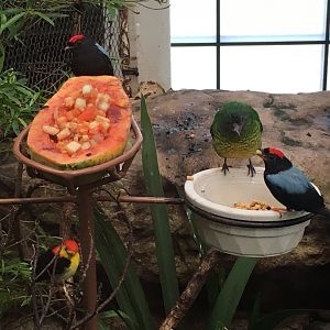 Handsome Fruiteater (Pipreola formosa), Lance-Tailed Manakin Chiroxiphia lanceolata), and Wire-Tailed Manakin (Pipra filicauda)