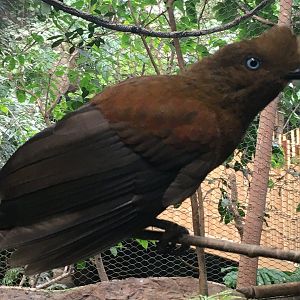 Andean Cock-Of-The-Rock (Rupicola peruvianus)
