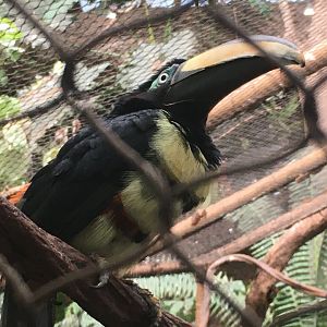 Many-Banded Aracari (Pteroglossus pluricinctus)