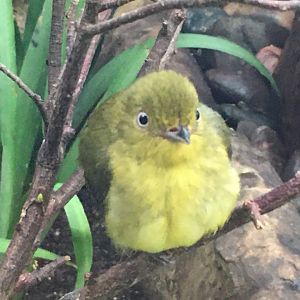 Wire-Tailed Manakin (Pipra filicauda)