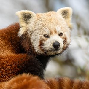 Red panda (f), Shepreth, UK