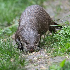 Asian small clawed otter, Shepreth, UK