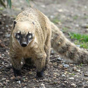 Ring Tailed Coati, Shepreth, UK