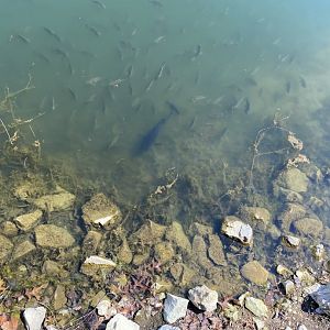 Fish ID - Central Indiana