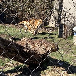 Amur Tiger Cub playing with Mom