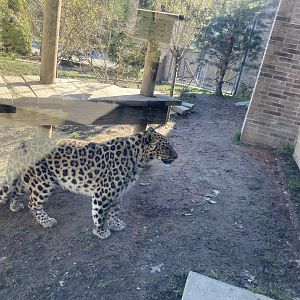 Edgar the Amur Leopard