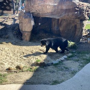Pacha the Andean Bear