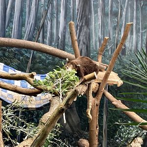 Matschie’s tree-kangaroo