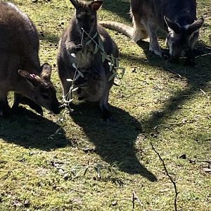 Mom with Joey in her pouch