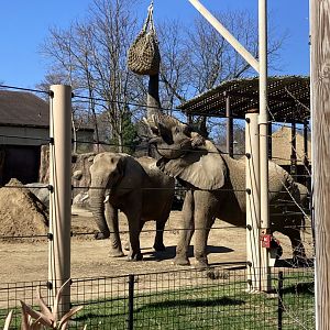 African Elephant’s