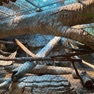 Clouded Leopard Exhibit