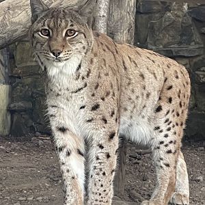 Carpathian Lynx