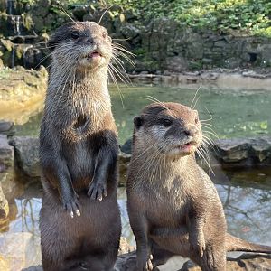Asian Short-Clawed Otter Pair
