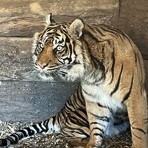 Female Sumatran Tiger, Daseep
